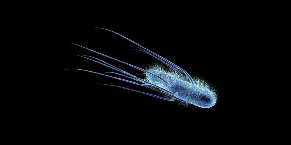 E. coli