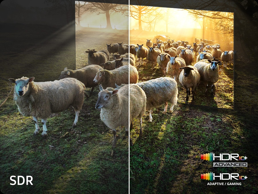 Een buitengewone 8K-kijkervaring met levensechte kleuren en contrast