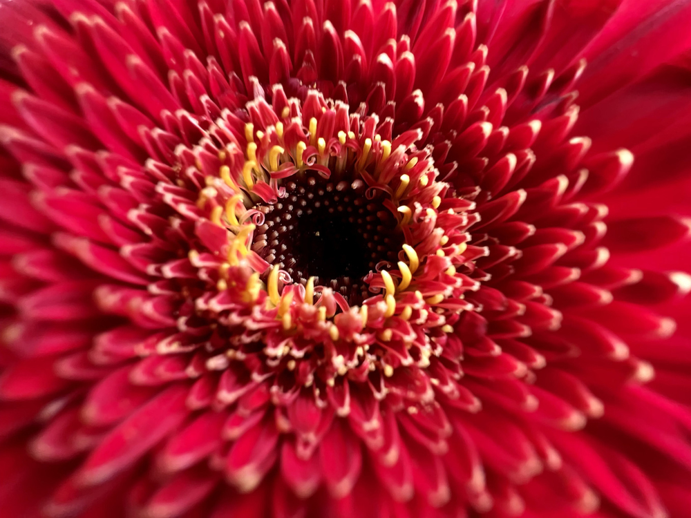 Macro photography comes to iPhone