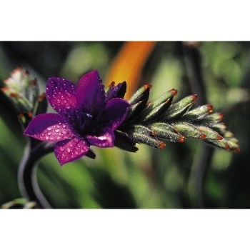Hama Macro Lens, 49.0 mm, Coated – image 4