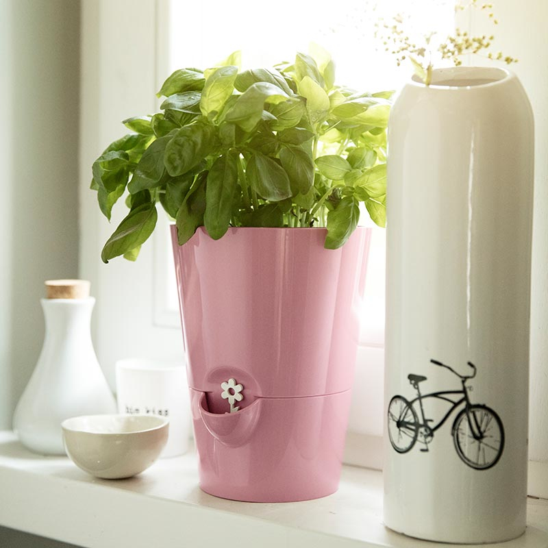 EMSA Fresh Herbs – image 3