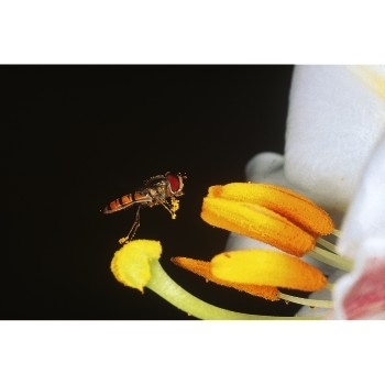 Hama Macro Lens, 49.0 mm, Coated – image 3