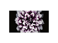 Samsung Samsung LH016IWJMWR 92,5 cm (36.4 Zoll) LED Full HD+ Schwarz https://images.icecat.biz/img/gallery_lows/c9ea29fd41336c4c322517499ed655a3.jpg Samsung Samsung LH016IWJMWR 92,5 cm (36.4 Zoll) LED Full HD+ Schwarz https://images.icecat.biz/img/gallery_lows/c9ea29fd41336c4c322517499ed655a3.jpg