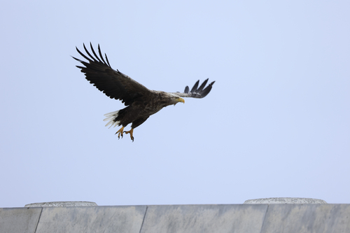 Canon RF 100-400mm f5.6-8 IS Usm Lens - image 8