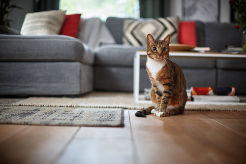 Philips SmartPro Active FC8822/01 robot vacuum – image 5