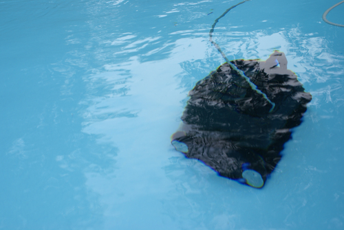 Interline Catfish 2.0 – image 8