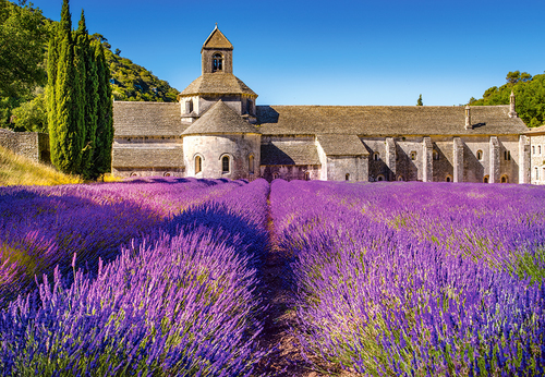 LAND LAVENDER FIELD IN PROVENCE, FRANCE 100.