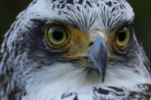 Canon RF 1200 mm f8L IS USM – image 9