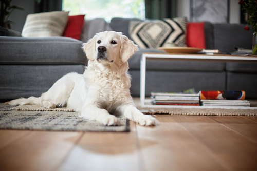 Philips SmartPro Active FC8822/01 robot vacuum – image 6