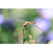 Canon RF-S 55-210mm f/5-7.1