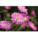 Canon RF-S 55-210mm f/5-7.1