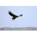 Canon RF 100-400 f/5.6-8 USM