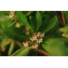 Canon RF 28-70mm f/2.8 IS STM