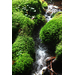 Canon RF 28-70mm f/2.8 IS STM