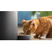 Philips Automatische voerbak PAW5320/02 Donkergrijs