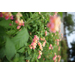 Canon RF 28-70mm f/2.8 IS STM
