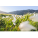 Canon RF 24mm f/1.8 Macro IS STM