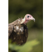 Canon RF 200-800mm f/6.3-9 IS USM