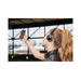 JVC HA-S20BT-B-E Headset Wireless Head-band Music Bluetooth Black thumbnail 11