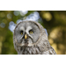 Canon RF 200-800mm f/6.3-9 IS USM