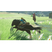 Zelda: Breath of the Wild
