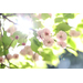 Canon RF 85mm f/1.4L VCM